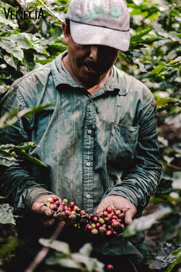 Hacienda Venecia Coffee Farm Hotel San Peregrino Kültér fotó