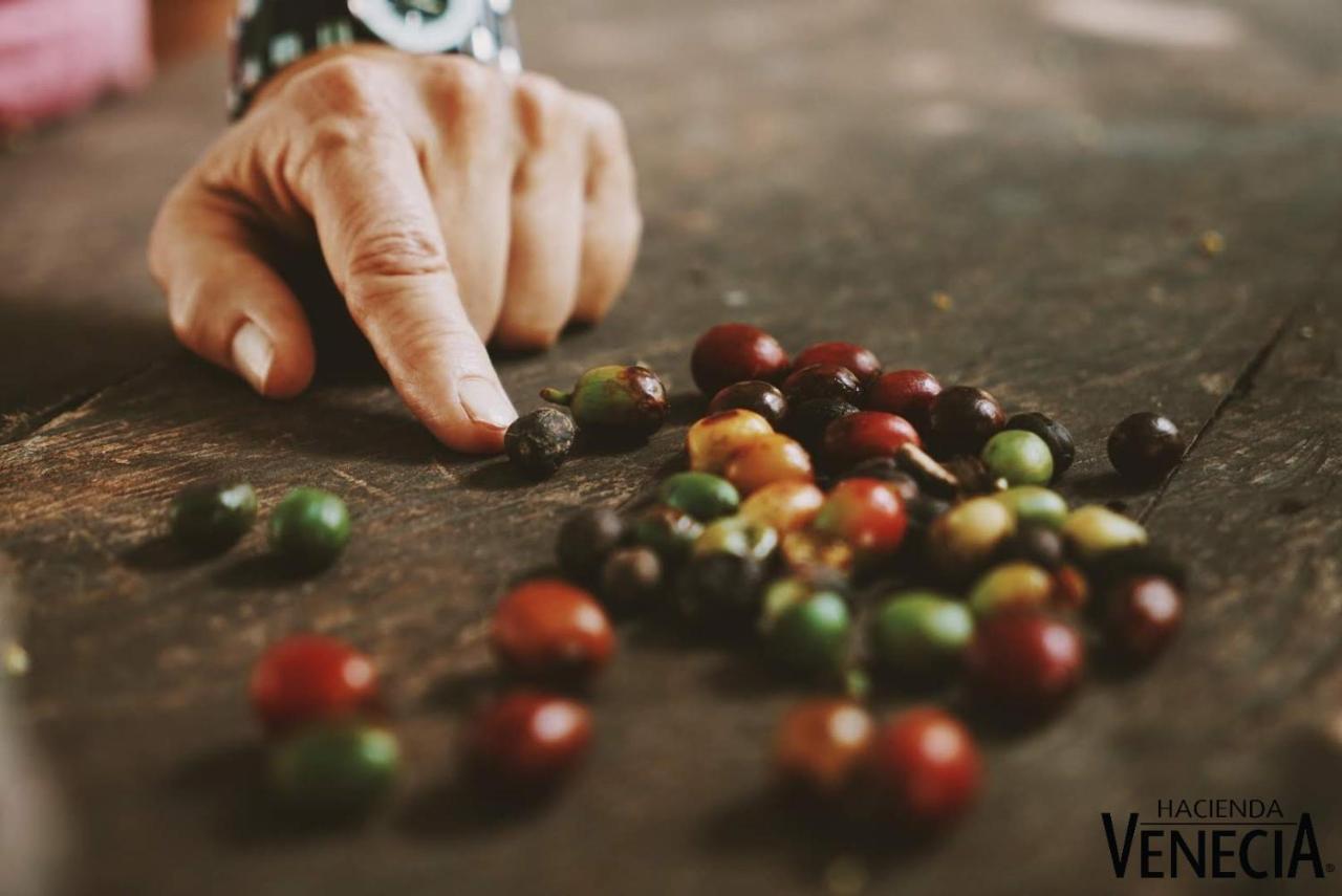Hacienda Venecia Coffee Farm Hotel San Peregrino Kültér fotó