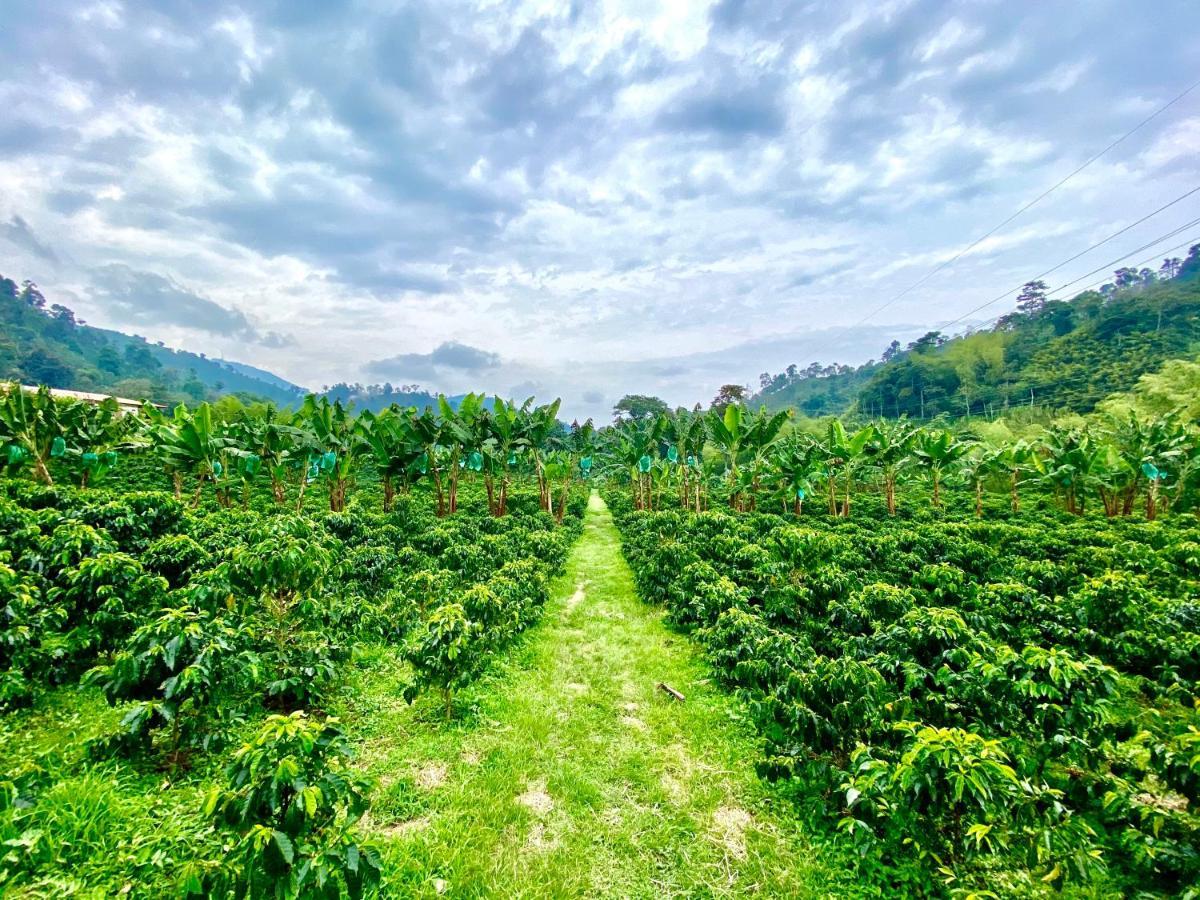 Hacienda Venecia Coffee Farm Hotel San Peregrino Kültér fotó